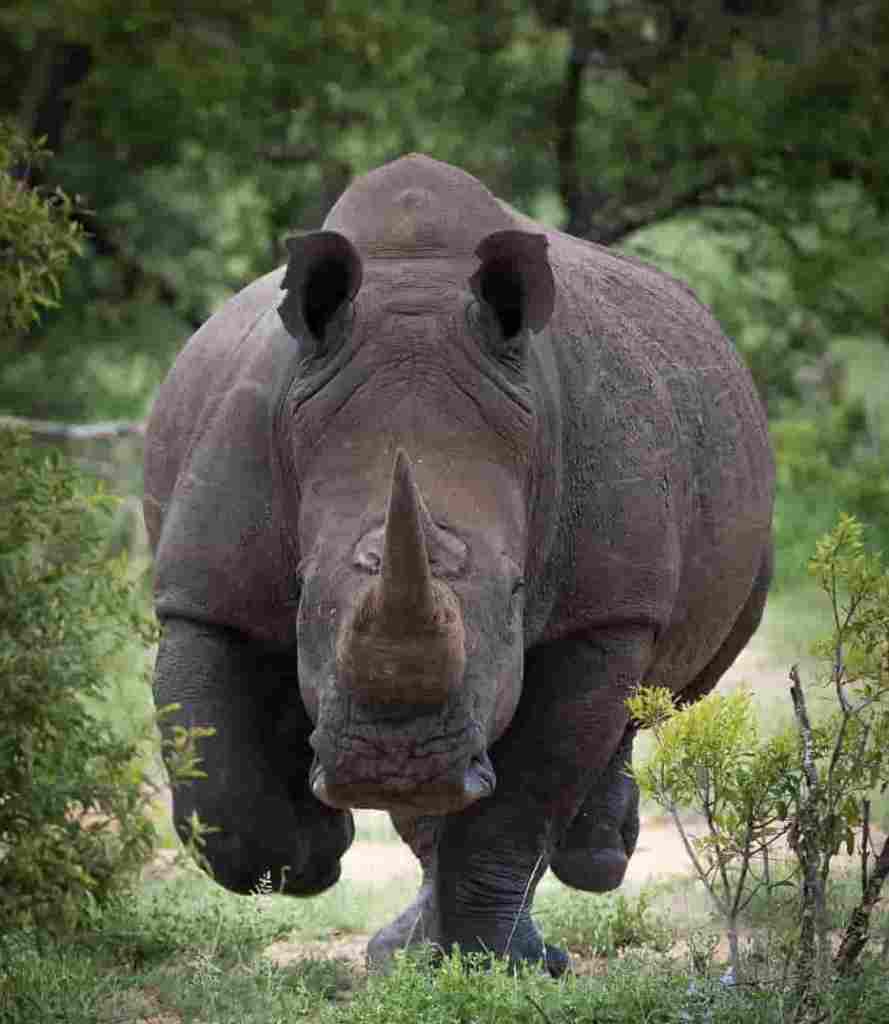 Rhino meaning in Marathi and Hindi