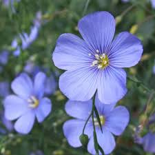 Flax flower Flowers Name in Hindi and Marathi