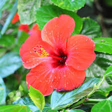 Hibiscus Flowers Name in Hindi and Marathi