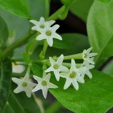 Night-Blooming-Jasmine Flowers Name in Hindi and Marathi Night Blooming Jasmine 