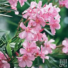 Oleander Flowers Name in Hindi and Marathi