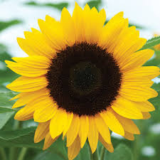Sun-Flower Flowers Name in Hindi and Marathi