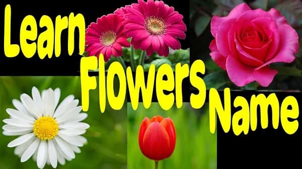 Flowers Name in Hindi and Marathi